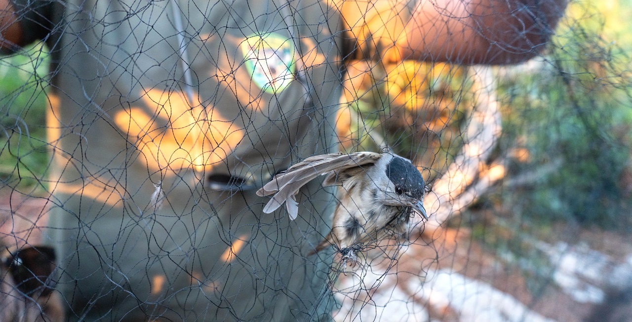 Republic of Cyprus: Report # 5 from the Autumn Bird Protection - Bild 3